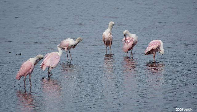 Roseate Spoonbills